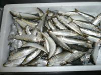 金樽いわしの桜干し