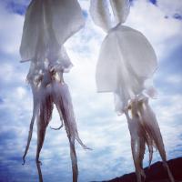 秋イカの一夜干し　-冷凍-