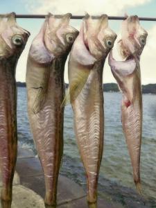 ハタハタの一夜干し(5匹入り)