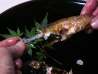 ハタハタの一夜干し(5匹入り)