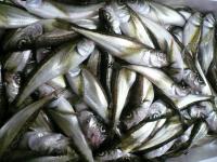 ハタハタの一夜干し(5匹入り)