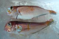 丹後ぐし(赤アマダイ)