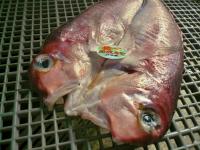 丹後ぐし(赤アマダイ)